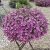 Supertunia VISTA Raspberry Star p9