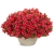 Supertunia MINI VISTA Coral P9