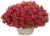 Supertunia MINI VISTA Coral P7