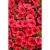 Supertunia MINI VISTA Coral P7