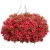 Supertunia MINI VISTA Coral P7