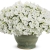 Supertunia MINI VISTA WHITE P7