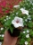 Supertunia Vista SILVERBERRY P9