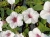 Supertunia Vista SILVERBERRY P9