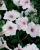 Supertunia Vista SILVERBERRY P9