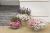 Supertunia Vista SILVERBERRY P9