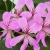 Pelargonia Bluszczolistna BALCON LILAC p7