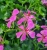 Pelargonia Bluszczolistna BALCON LILAC p7