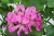 Pelargonia Bluszczolistna BALCON LILAC p7