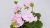 Pelargonia Rabatowa Holly c12
