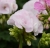 Pelargonia Rabatowa Holly c12
