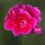 Pelargonia Rabatowa Smokey eye purple c12