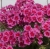 Pelargonia Rabatowa Smokey eye purple c12