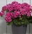 Pelargonia Rabatowa Smokey eye purple c12