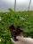 Pelargonia Rabatowa Smokey eye purple c12