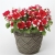Surfinia Petunia Red Picote p9