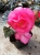 BEGONIA BULWIASTA Light Rose p9