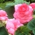 BEGONIA BULWIASTA Light Rose p9