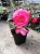 BEGONIA BULWIASTA Light Rose p9