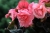 BEGONIA BULWIASTA Light Rose p9