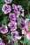 SURFINIA PETUNIA Tumbelina PRISCILLA PRO p9