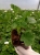 Pelargonia Rabatowa Smokey Eye Pink p9