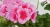 Pelargonia Rabatowa Smokey Eye Pink p9