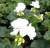 Pelargonia Rabatowa WHITE PALOMA p9