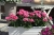 Pelargonia Rabatowa LADY RAMONA P9