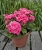 Pelargonia Rabatowa LADY RAMONA P9