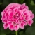 Pelargonia Rabatowa LADY RAMONA P9