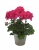 Pelargonia Rabatowa Tumbao Extra Pink p9
