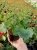 Pelargonia Rabatowa Tumbao Extra Pink p9