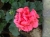Pelargonia Rabatowa NIGHTDANCER SALMON P9
