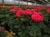 Pelargonia Rabatowa NIGHTDANCER SALMON P9