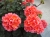 Pelargonia Rabatowa NIGHTDANCER SALMON P9