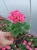 Pelargonia Rabatowa RÓŻ VINETA P9