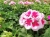 Pelargonia Rabatowa Smokey Eye White P9