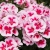 Pelargonia Rabatowa Smokey Eye White P9