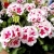 Pelargonia Rabatowa Smokey Eye White P9