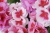 Pelargonia Rabatowa Smokey Eye White P9