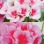 Pelargonia Rabatowa Smokey Eye White P9