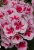 Pelargonia Rabatowa Smokey Eye White P9