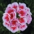 Pelargonia Rabatowa Smokey Eye White P9