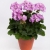 Pelargonia Rabatowa Greta Jasny Fiolet P9
