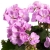 Pelargonia Rabatowa Greta Jasny Fiolet P9