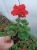 Pelargonia Rabatowa Czerwona Fernando P9