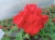 Pelargonia Rabatowa Czerwona Fernando P9