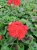 Pelargonia Rabatowa Czerwona Fernando P9