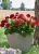 Pelargonia Rabatowa Czerwona Fernando P9